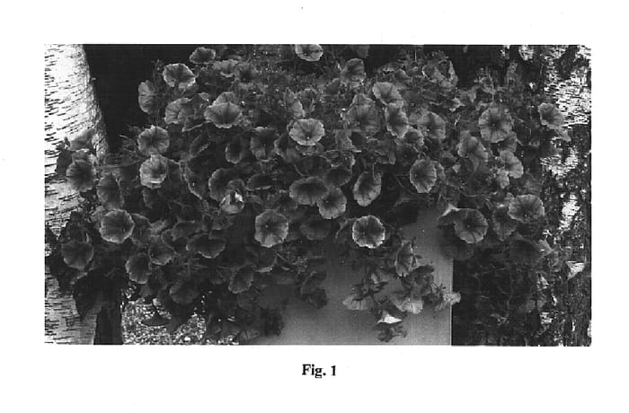 Figure 1 of US plant patent PP14861, the photograph of Sumpet 08 printed in the patent.