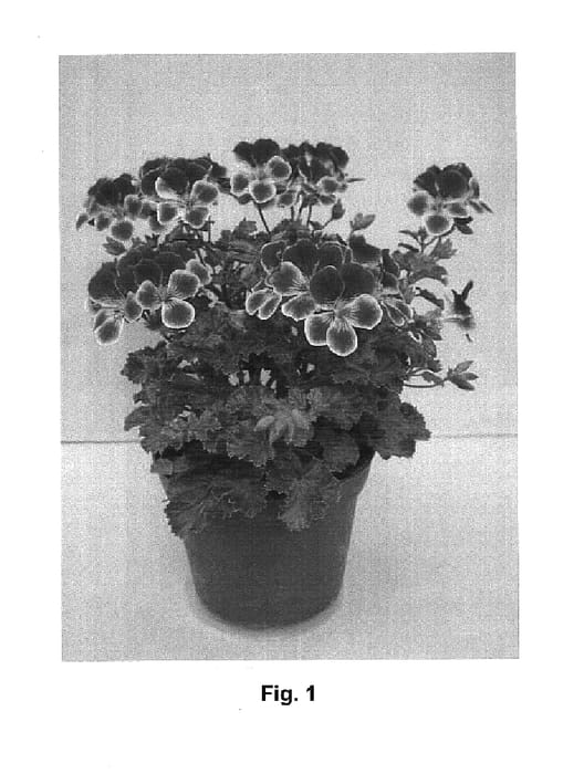Figure 1 of US plant patent PP14862, the photograph of Pacburg printed in the patent.