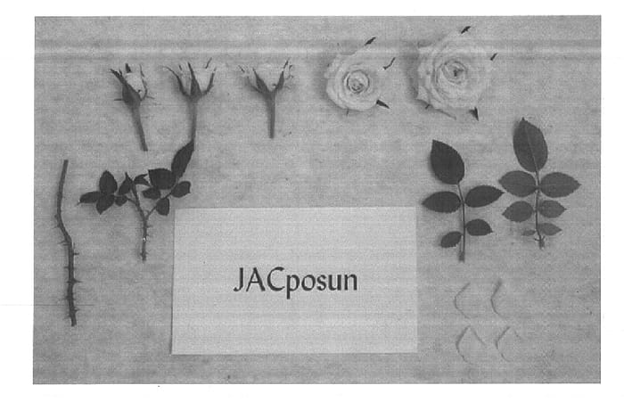 Figure 1 of US plant patent PP14863, the photograph of JACposun printed in the patent.