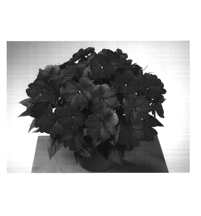 Figure 1 of US plant patent PP14864, the photograph of Fisnics Hot Rose printed in the patent.