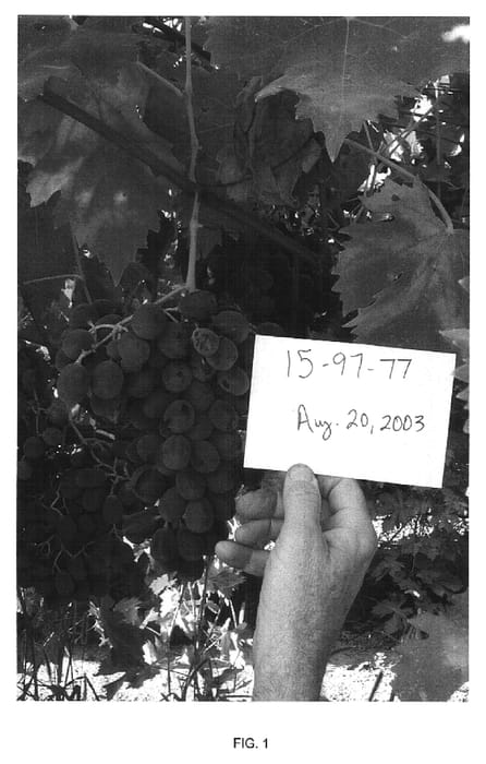 Figure 1 of US plant patent PP14865, the photograph of 15-97-77 printed in the patent.