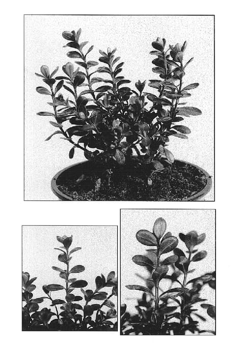Figure 1 of US plant patent PP14866, the photograph of Champseiont printed in the patent.