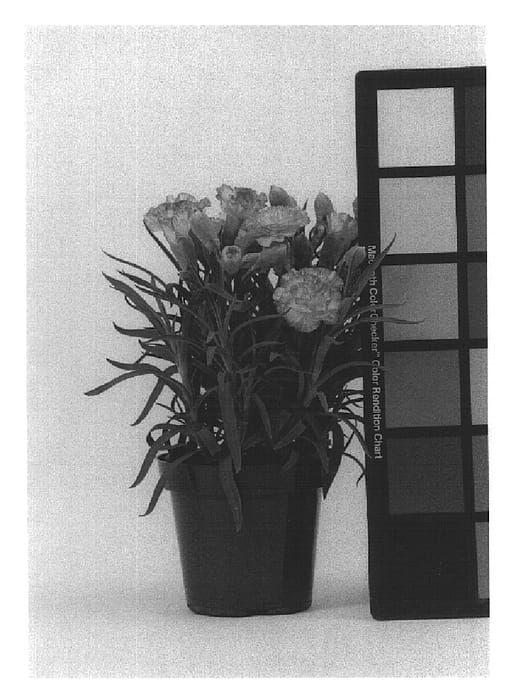 Figure 1 of US plant patent PP14867, the photograph of CFPC Essence printed in the patent.