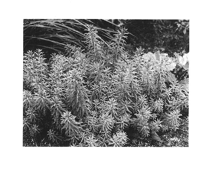 Figure 1 of US plant patent PP14868, the photograph of Blue Haze printed in the patent.