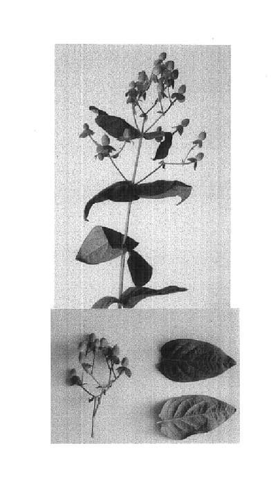 Figure 1 of US plant patent PP14869, the photograph of Esmcoral printed in the patent.