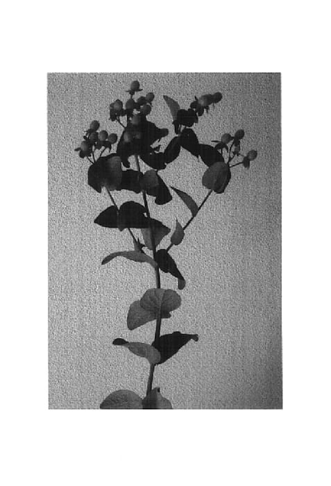 Figure 1 of US plant patent PP14870, the photograph of Esmgrape printed in the patent.