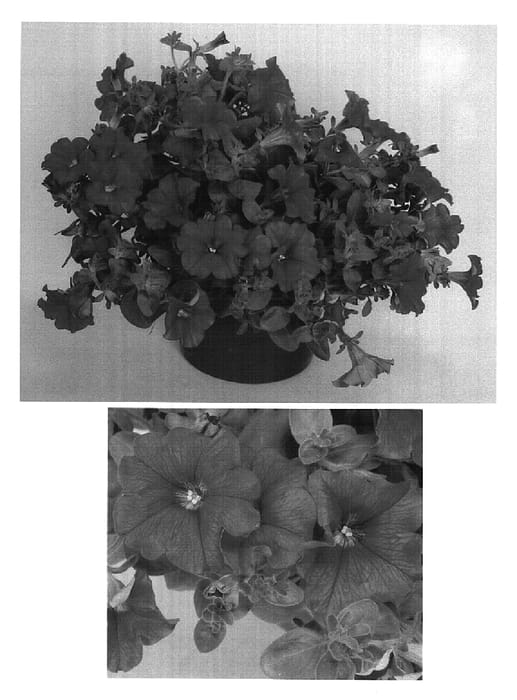 Figure 1 of US plant patent PP14871, the photograph of Ustuni223 printed in the patent.