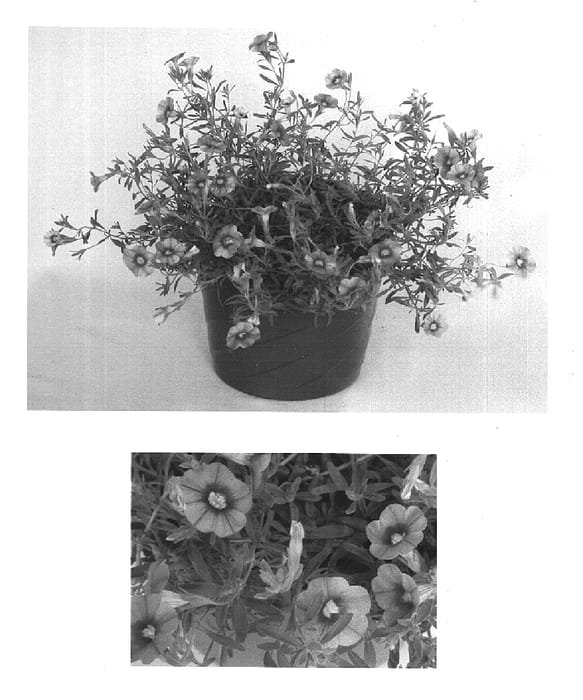 Figure 1 of US plant patent PP14872, the photograph of USCALI47 printed in the patent.