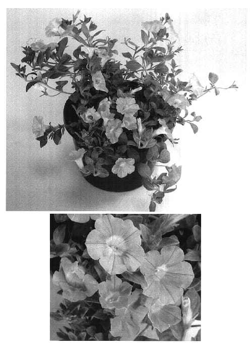 Figure 1 of US plant patent PP14873, the photograph of USTUNI76 printed in the patent.