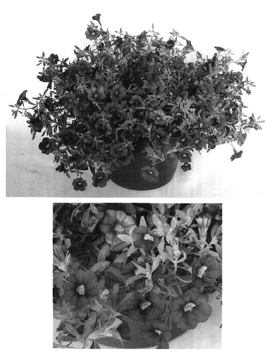 Figure 1 of US plant patent PP14874, the photograph of Uscali51 printed in the patent.