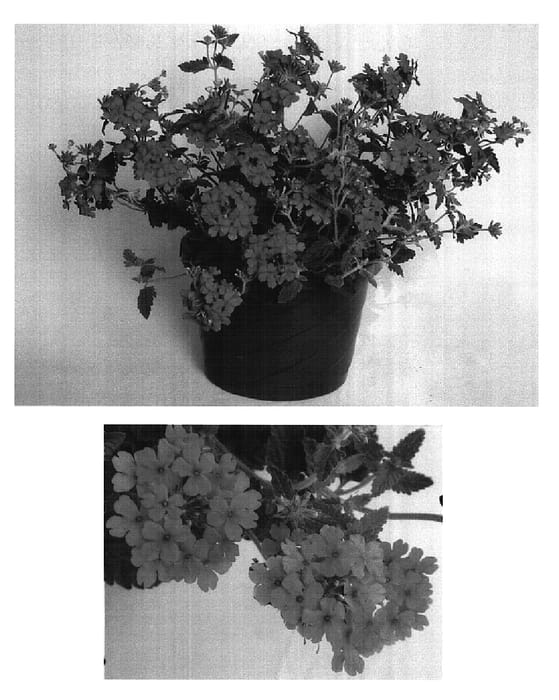 Figure 1 of US plant patent PP14875, the photograph of Usbenal21 printed in the patent.
