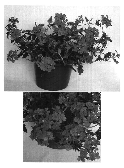 Figure 1 of US plant patent PP14876, the photograph of Usbenal20 printed in the patent.
