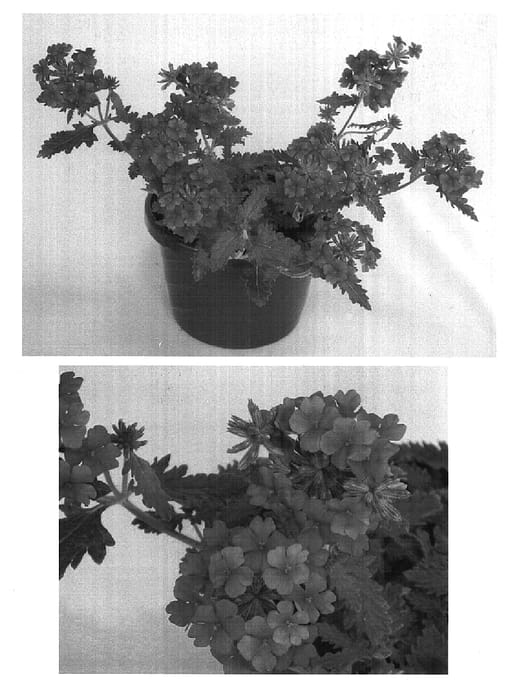 Figure 1 of US plant patent PP14877, the photograph of USBENAL17 printed in the patent.