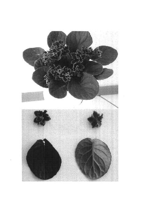 Figure 1 of US plant patent PP14878, the photograph of Butterfly Red printed in the patent.