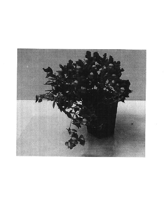 Figure 1 of US plant patent PP14879, the photograph of Balumrest printed in the patent.