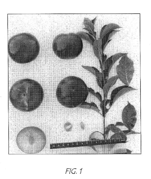 Figure 1 of US plant patent PP14880, the photograph of Suplumtwentynine printed in the patent.