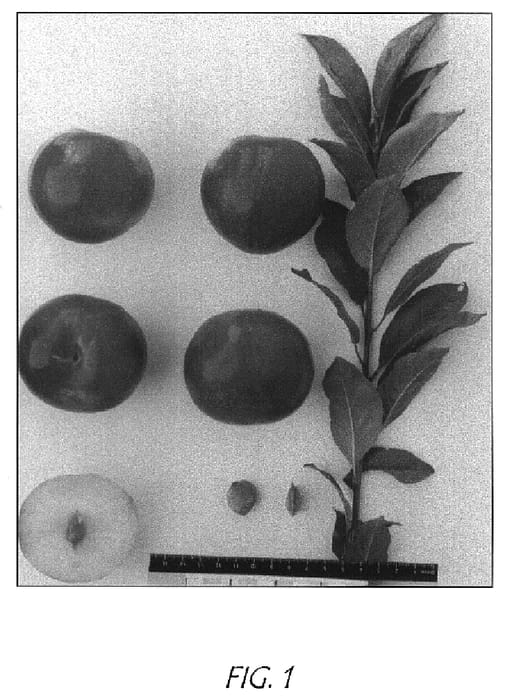 Figure 1 of US plant patent PP14881, the photograph of Suplumthirtyfour printed in the patent.