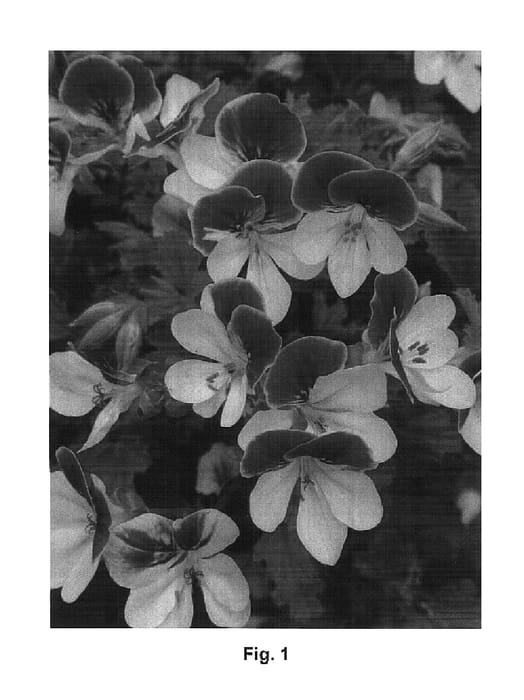 Figure 1 of US plant patent PP14882, the photograph of Pacbicolor printed in the patent.