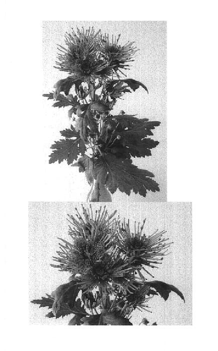 Figure 1 of US plant patent PP14883, the photograph of Annecy Red printed in the patent.
