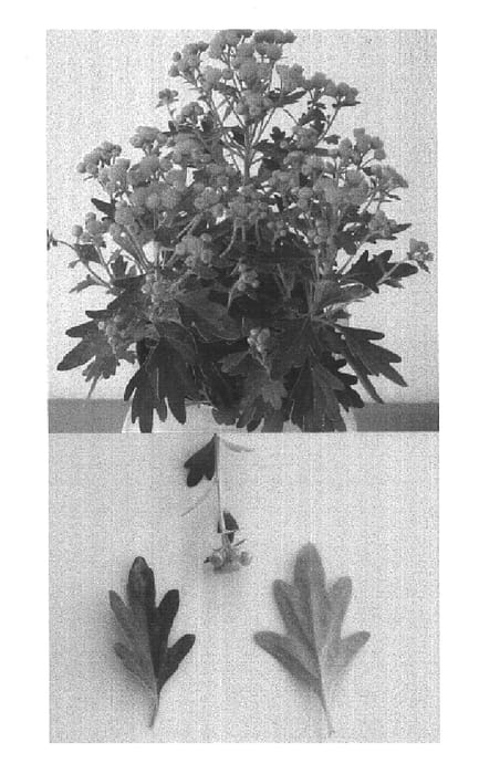 Figure 1 of US plant patent PP14884, the photograph of Laika printed in the patent.