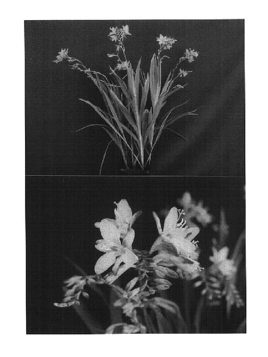 Figure 1 of US plant patent PP14885, the photograph of Cropom printed in the patent.