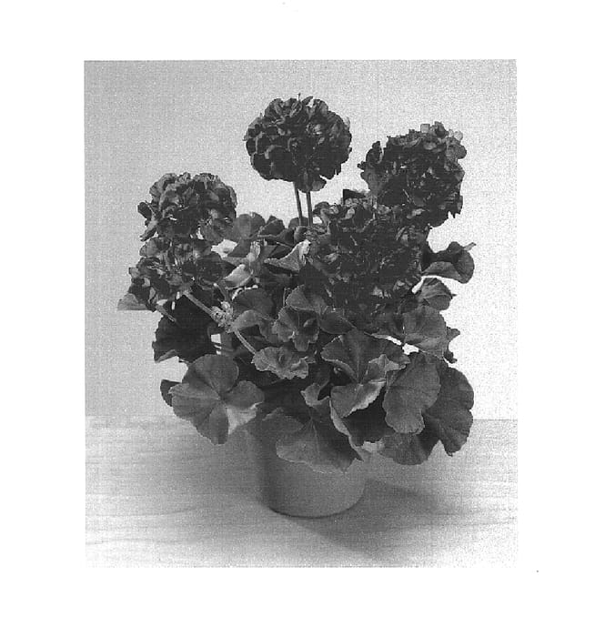 Figure 1 of US plant patent PP14886, the photograph of Fisrohot printed in the patent.