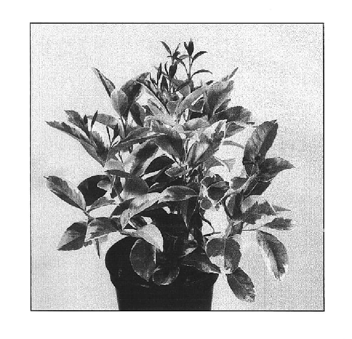 Figure 1 of US plant patent PP14887, the photograph of Mosquito printed in the patent.