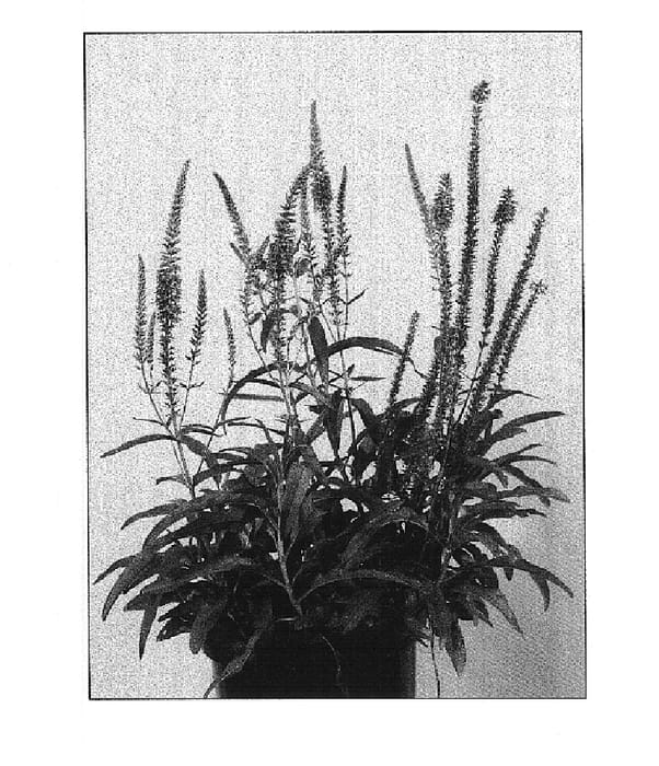 Figure 1 of US plant patent PP14888, the photograph of Eveline printed in the patent.