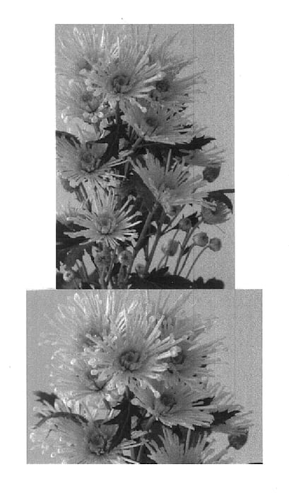 Figure 1 of US plant patent PP14890, the photograph of Annecy Dark Yellow printed in the patent.