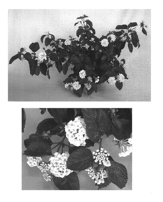 Figure 1 of US plant patent PP14891, the photograph of Robmornvan printed in the patent.
