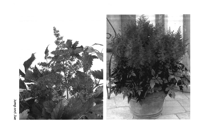 Figure 1 of US plant patent PP14892, the photograph of Jump and Jive printed in the patent.
