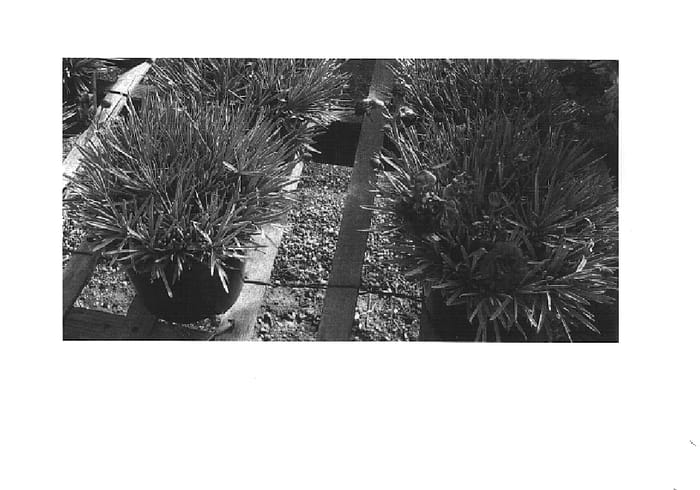 Figure 1 of US plant patent PP14893, the photograph of Devon Winnie printed in the patent.