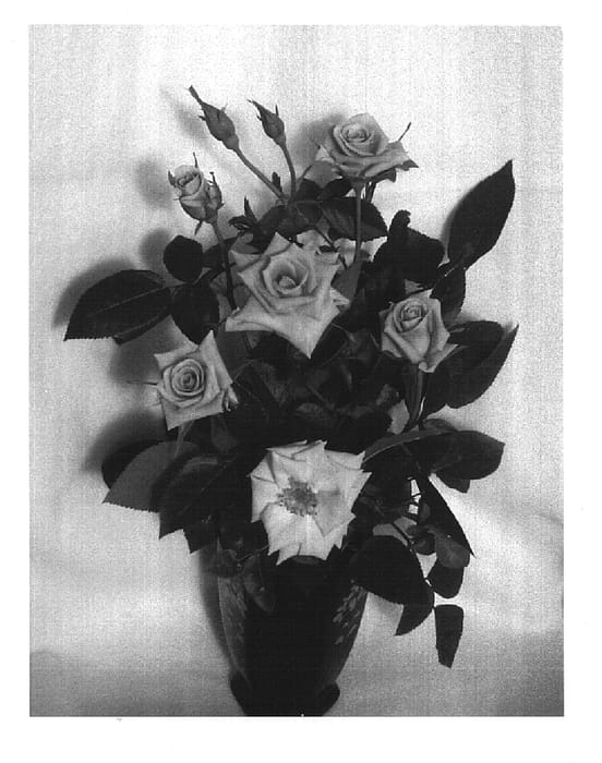 Figure 1 of US plant patent PP14894, the photograph of BENminn printed in the patent.