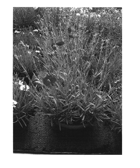 Figure 1 of US plant patent PP14895, the photograph of Devon Xera printed in the patent.