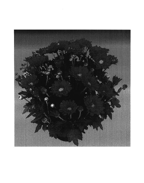 Figure 1 of US plant patent PP14896, the photograph of Swing Time Dark printed in the patent.