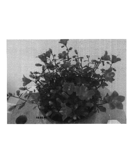 Figure 1 of US plant patent PP14897, the photograph of 10.00.99 printed in the patent.