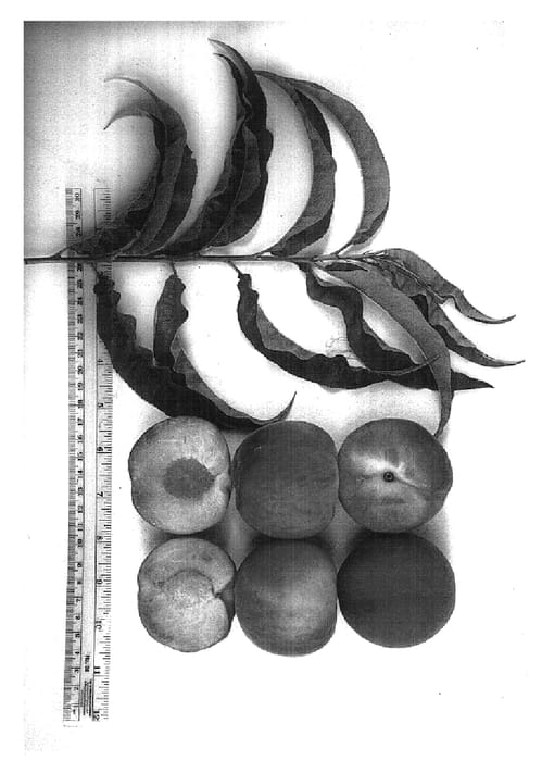 Figure 1 of US plant patent PP14898, the photograph of UFBlaze printed in the patent.