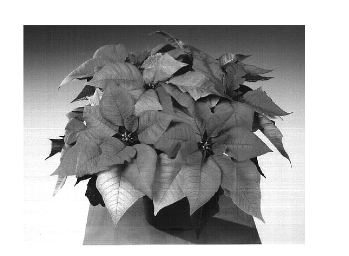 Figure 1 of US plant patent PP14899, the photograph of Fiselfi Pink printed in the patent.