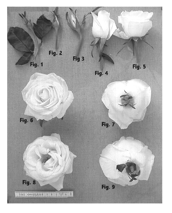 Figure 1 of US plant patent PP14900, the photograph of Korturek printed in the patent.
