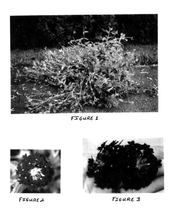 Figure 1 of US plant patent PP14901, the photograph of Baltuburg printed in the patent.