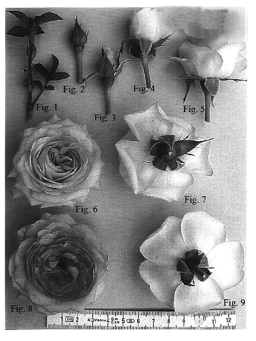 Figure 1 of US plant patent PP14902, the photograph of KORbltyp printed in the patent.