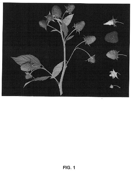 Figure 1 of US plant patent PP14903, the photograph of Driscoll Cardinal printed in the patent.