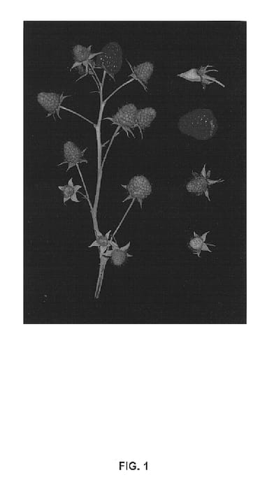 Figure 1 of US plant patent PP14904, the photograph of Driscoll Dulcita printed in the patent.