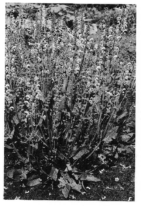 Figure 1 of US plant patent PP14905, the photograph of Eveline printed in the patent.