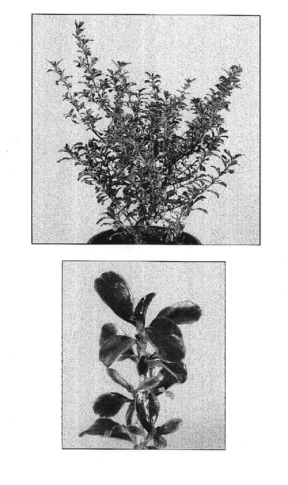 Figure 1 of US plant patent PP14906, the photograph of Fire Burst printed in the patent.