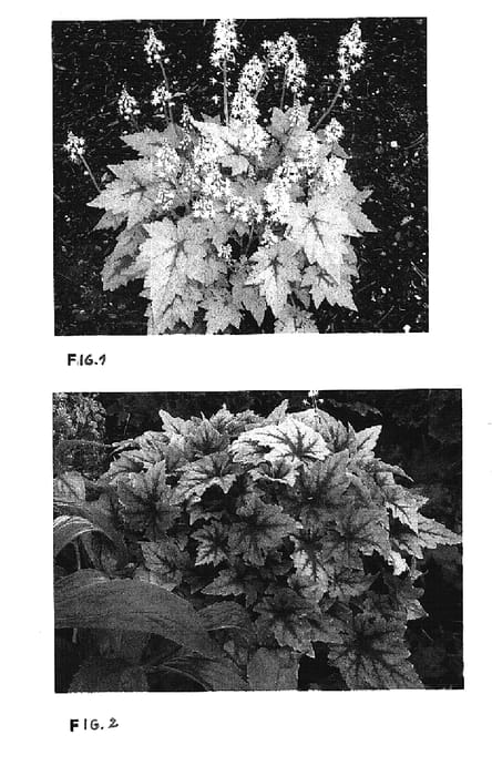 Figure 1 of US plant patent PP14907, the photograph of Pirate's Patch printed in the patent.