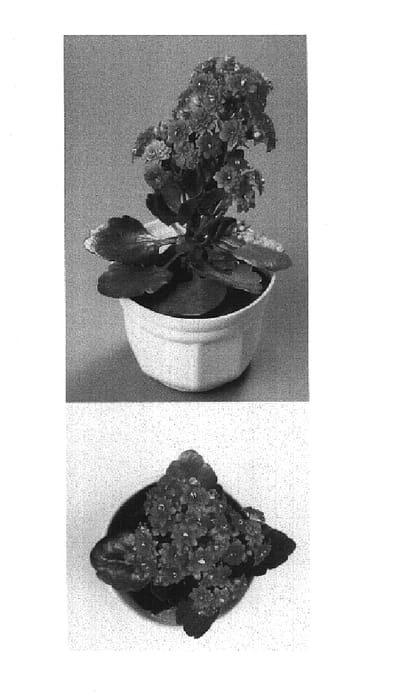 Figure 1 of US plant patent PP14908, the photograph of 2002-0504 printed in the patent.