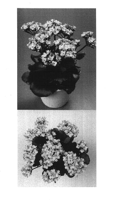 Figure 1 of US plant patent PP14909, the photograph of Dicte printed in the patent.