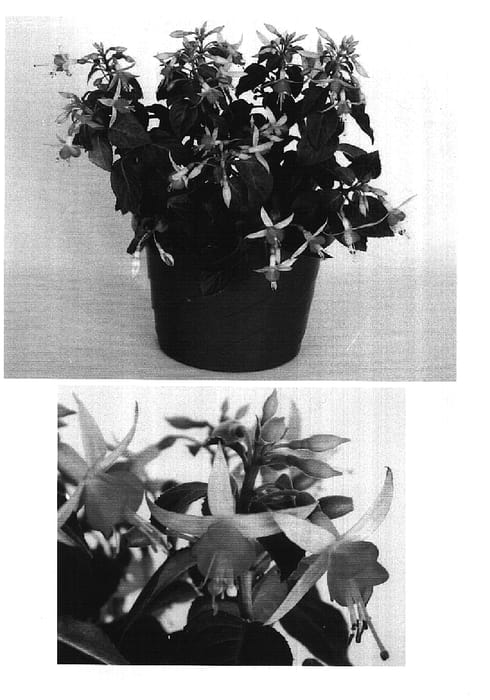 Figure 1 of US plant patent PP14910, the photograph of Goetzpeg printed in the patent.