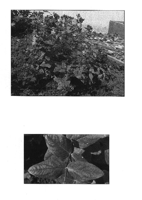 Figure 1 of US plant patent PP14911, the photograph of Kolmblac printed in the patent.